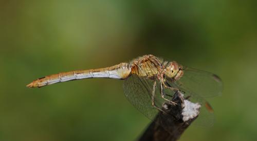 Réf. 173 037 : Sympetrum meridionale