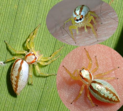 Epocilla calcarata
