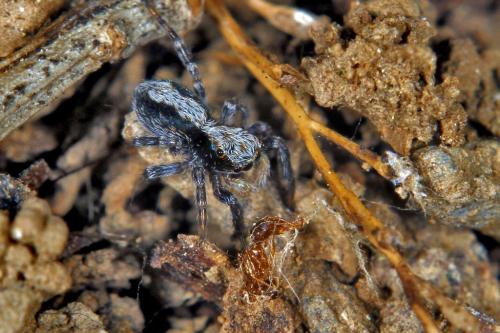 Pseudeuophrys lanigera