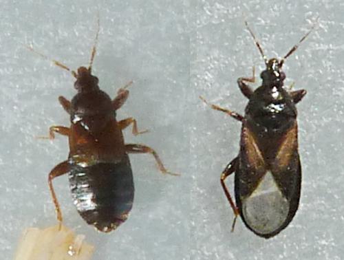 Réf. 173 936 : Xylocoris cursitans