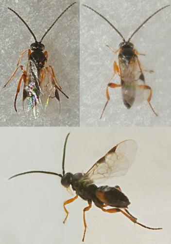 Cotesia glomerata