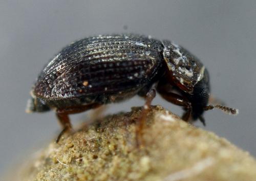 Réf. 173 919 : Ochthebius dilatatus