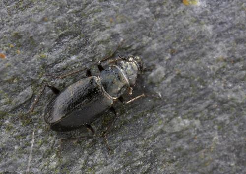 Ochthebius quadricollis