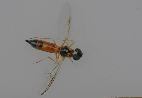 Sargus bipunctatus