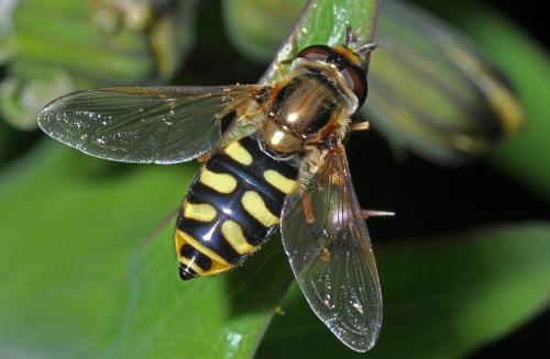Eupeodes corollae