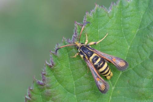 Réf. 173 904 : Bembecia sp.