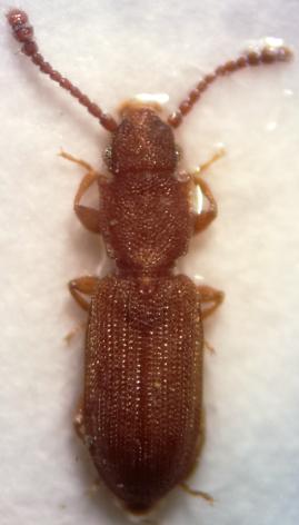 Réf. 173 270 : Silvanus recticollis