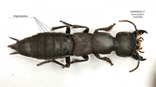 Ocypus pedemontanus