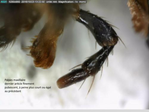 Réf. 173 563 : Ocypus pedemontanus