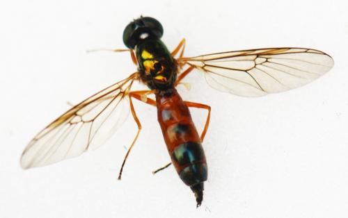 Sargus bipunctatus