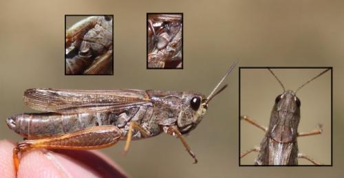 Stauroderus scalaris scalaris