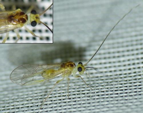 Stenopsocus stigmaticus