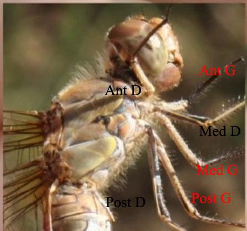 Sympetrum striolatum