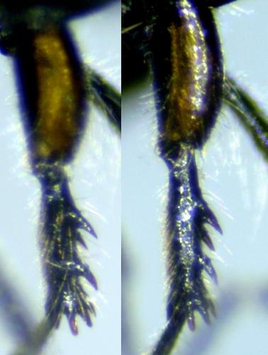 Réf. 173 584 : Dilophus clavicornus