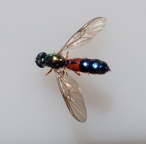 Sargus bipunctatus