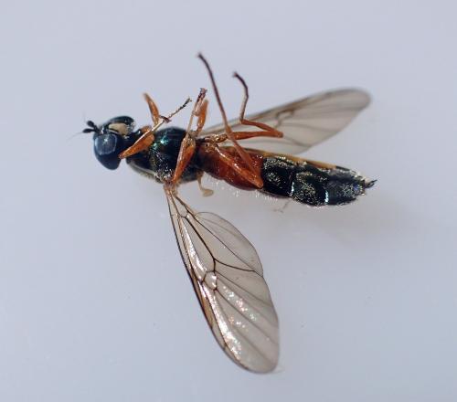 Sargus bipunctatus