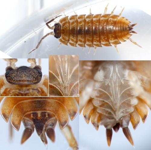 Réf. 173 984 : Trachelipus rathkii