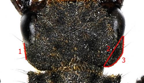 Ontholestes tessellatus