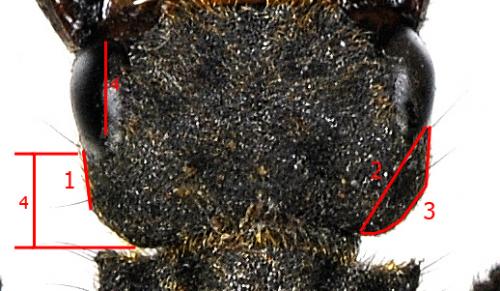 Réf. 173 513 : Ontholestes tessellatus