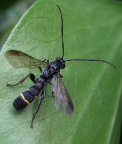 Réf. 173 465 : Metopius sp.