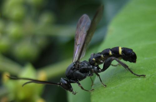 Metopius sp.
