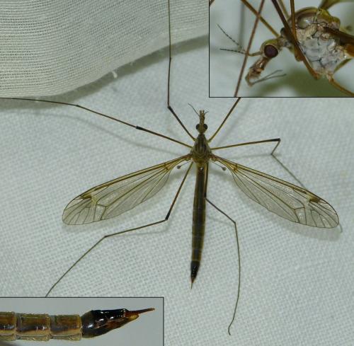 Tipula selene