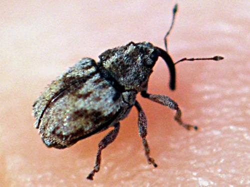 Trichosirocalus barnevillei