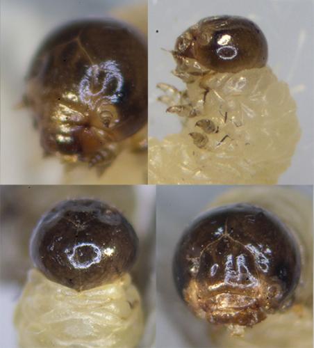 Cladardis elongatula