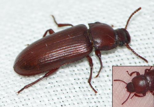Tenebrio molitor