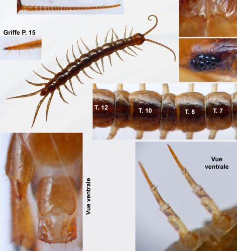 Lithobius valesiacus