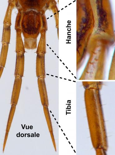 Lithobius valesiacus