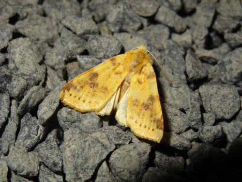 Réf. 173 109 : Xanthia icteritia