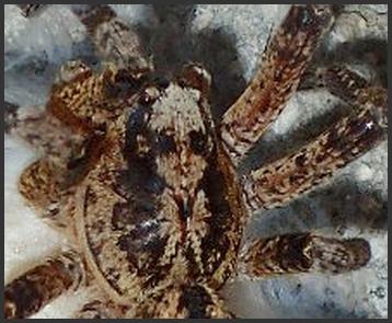 Réf. 173 687 : Zoropsis spinimana