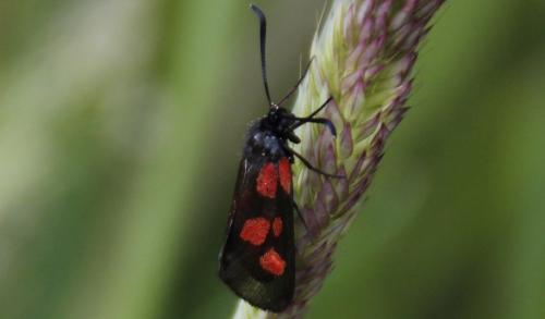 Réf. 173 302 : Zygaena viciae
