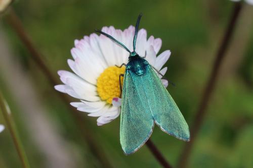 Réf. 173 209 : Adscita sp.