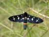 173980 – Photo : Petit Vincent – Croatie