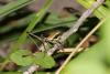 173076 – Photo : Duborget Robin – France (20)