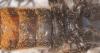 173140 – Photo : matthieu pilard – France (37)