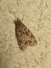 173298 – Photo : The Ghost Nightjar – France (56)