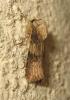 173678 – Photo : The Ghost Nightjar – France (56)