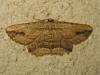 173258 – Photo : The Ghost Nightjar – France (56)