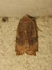173748 – Photo : The Ghost Nightjar – France (56)