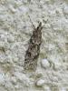 173749 – Photo : The Ghost Nightjar – France (56)