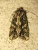173925 – Photo : The Ghost Nightjar – France (56)