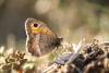 173334 – Photo : Paul Bonfils – France (43)