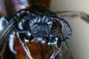 Sphecodes albilabris