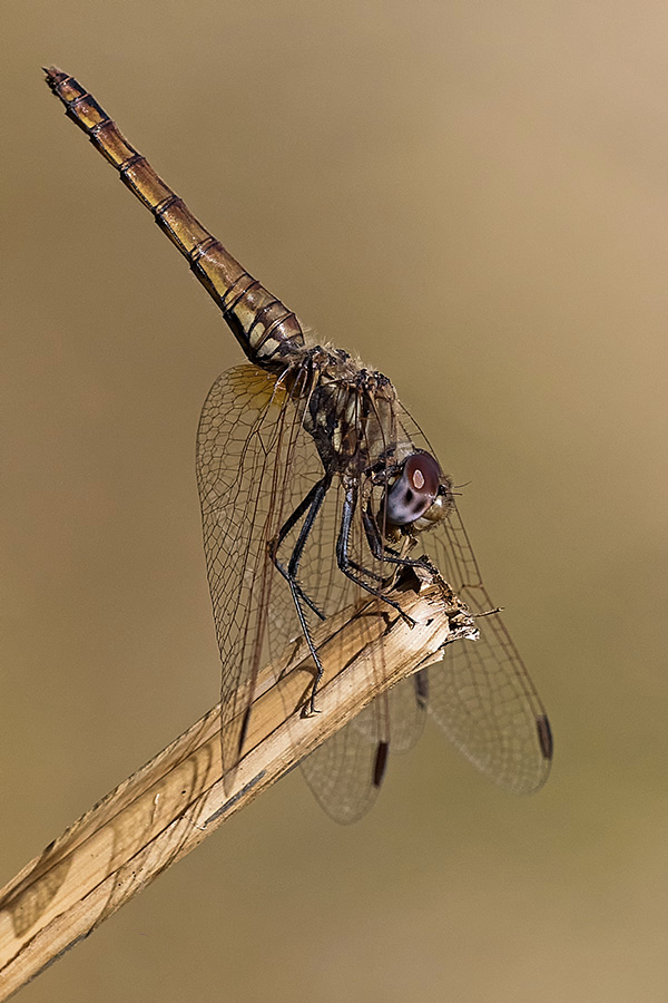 Cochet Alain - Trithemis annulata - réf. 173417 (600 x 900 pixels, 163 ko)