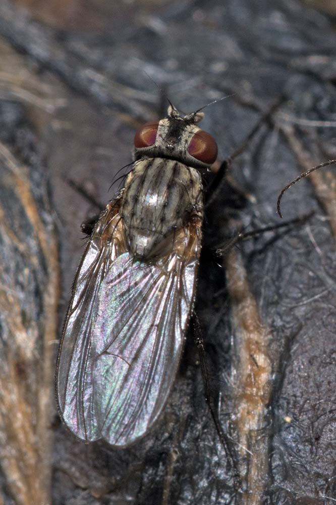 Eugène Vandebeulque - Fannia sp. - réf. 173609 (666 x 999 pixels, 114 ko)