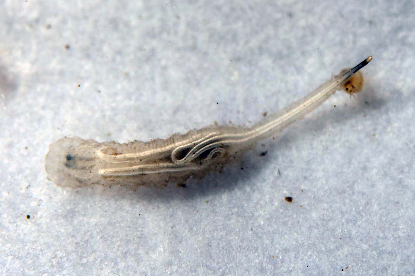Eugène Vandebeulque - Helophilus sp. - réf. 173243 (1400 x 934 pixels, 101 ko)