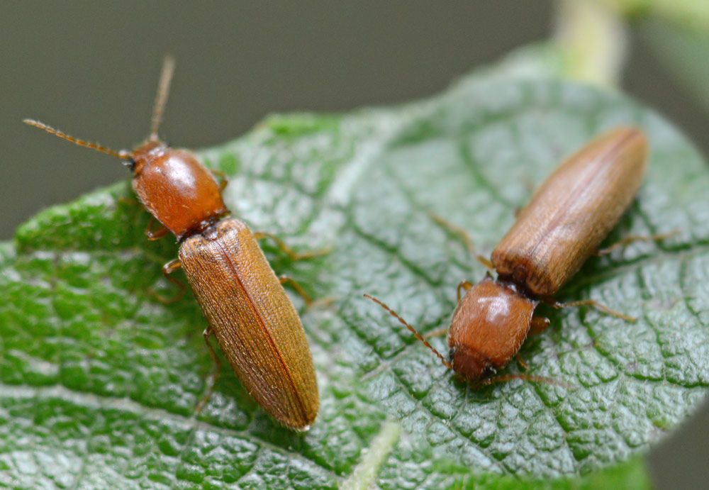 Philippe Moniotte - Athous (Haplathous) emaciatus - réf. 173684 (1000 x 691 pixels, 145 ko)